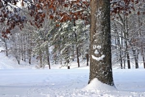 Smiling Oak