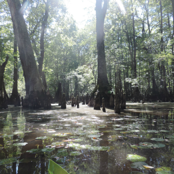 Awe-inspiring North Carolina Wetlands