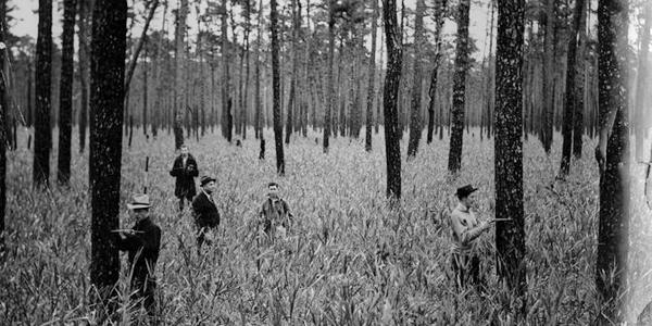 Hofmann Forest 1937