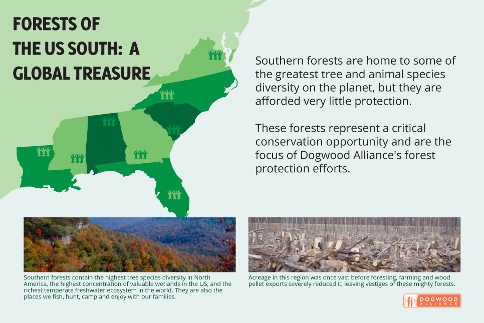 Forests of the US south: a global treasure