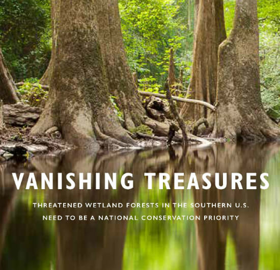 Vanishing Treasures Wetland Forests 550