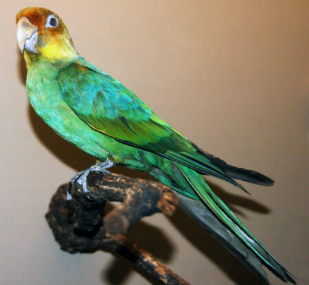 The sadly extinct Carolina Parakeet.