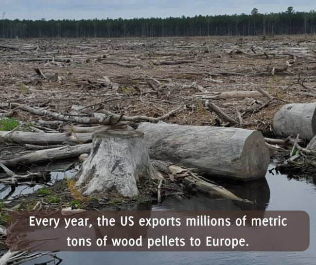 Wood pellet biomass harms forests