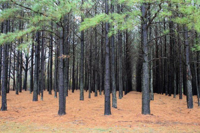 Pinus_taeda_plantation