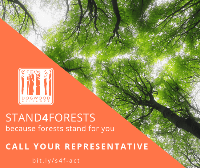 Beautiful tree canopy with text Stand4Forests because forests stand for you, Call your Representative, with link bit.ly/s4f-act