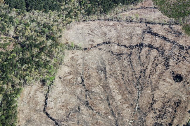 Aerial shot of clearcut forestland up against a mixed hardwood forest. The cut is recent with visible truck marks and is visibly wet