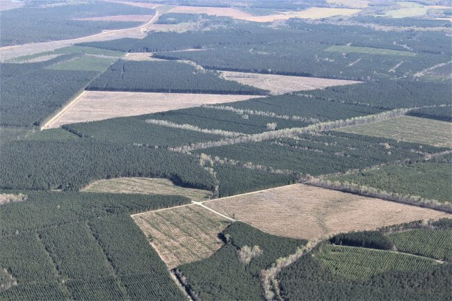 Aerial shot of plantation forestry plots in squares and triangles, with the tree farms at various stages at growth from clearcut land to full size pines
