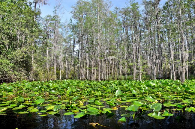 Okefenokee Lily Pads Large