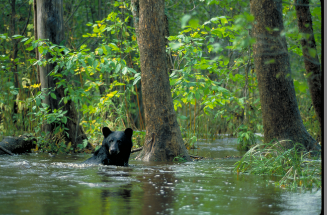 Black bear swimming in a wetland