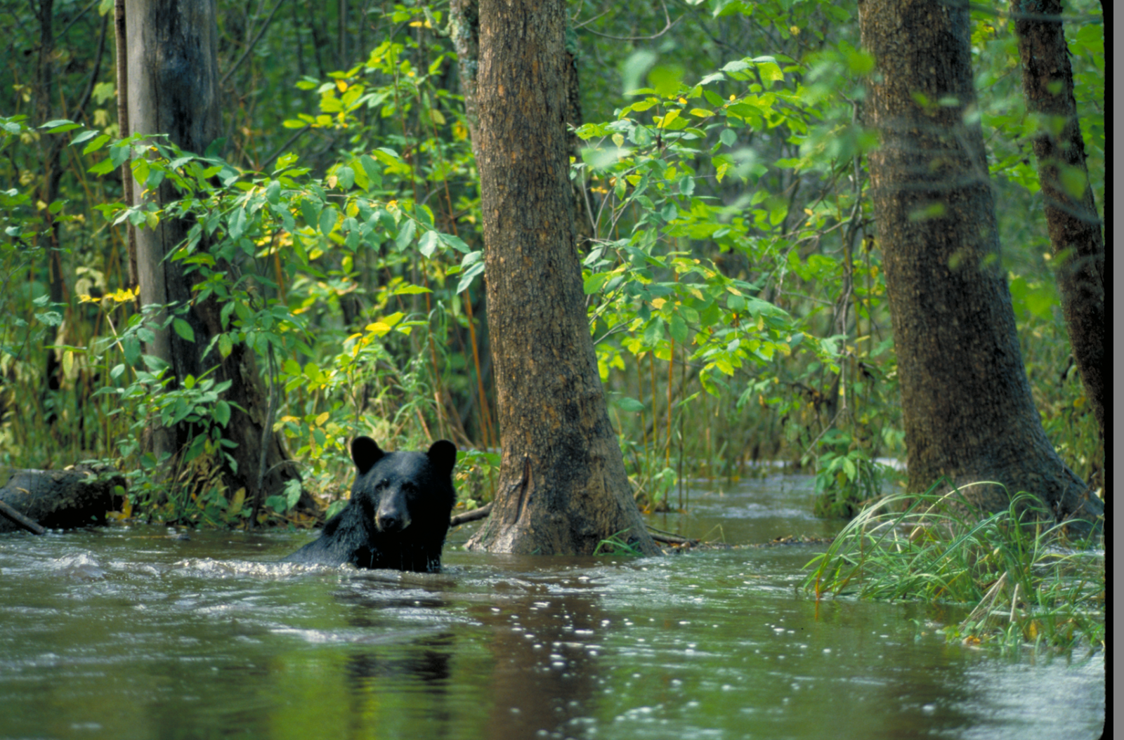 Black bear swimming in a wetland world wetlands day