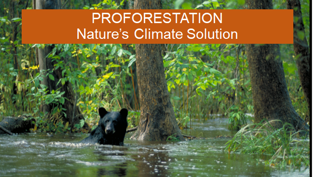 Proforestation: Nature's Climate Solution