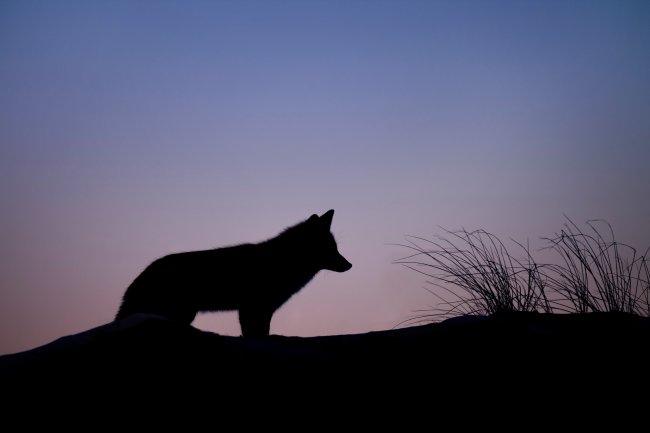 coyote silhouette