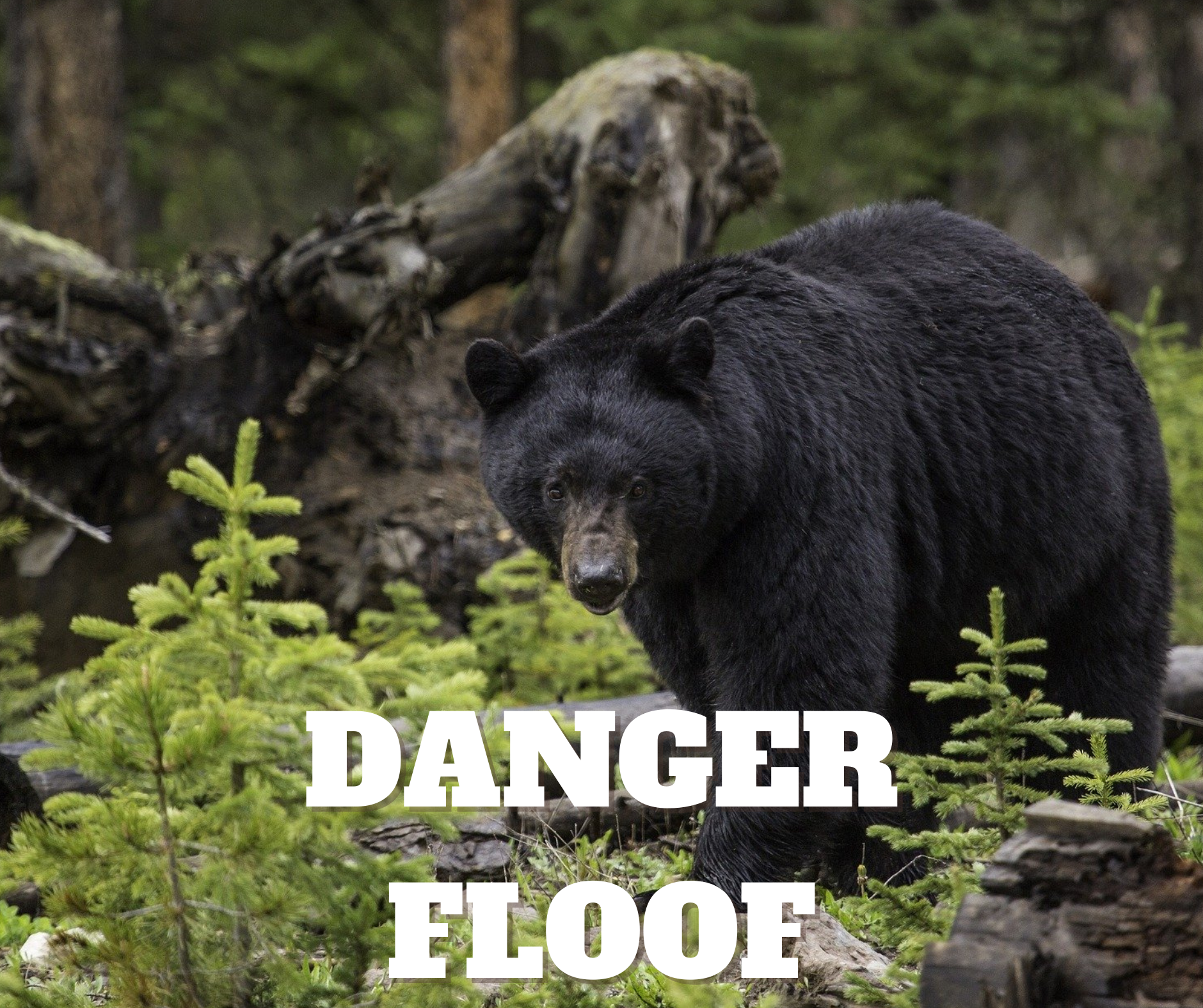 An image of a black bear with white text, "Danger floof" below