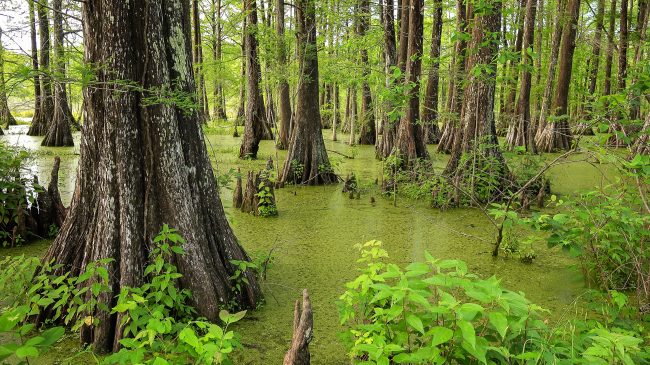 wetland forest swamp