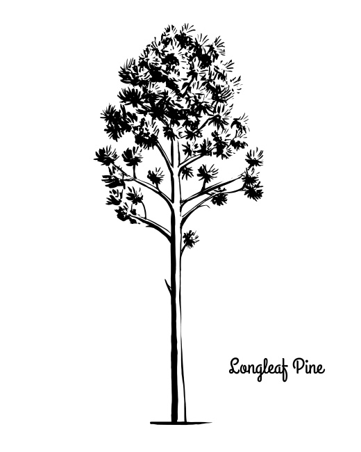 Sketch tree illustration Longleaf Pine