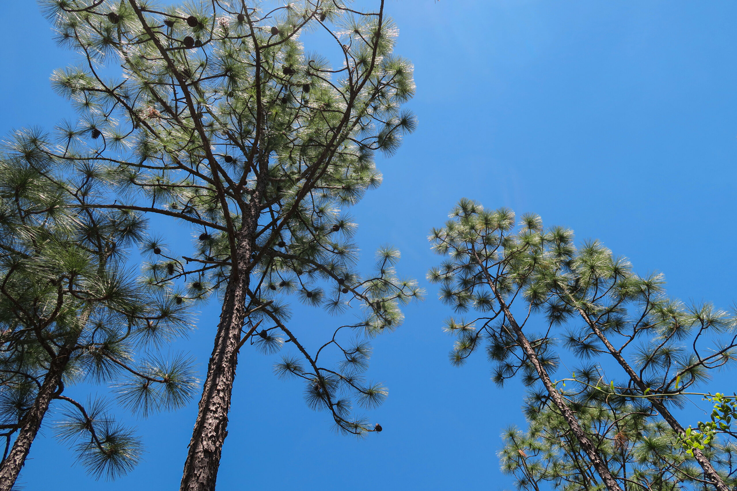 Longleaf Pine Treetops Against a Blue Sky