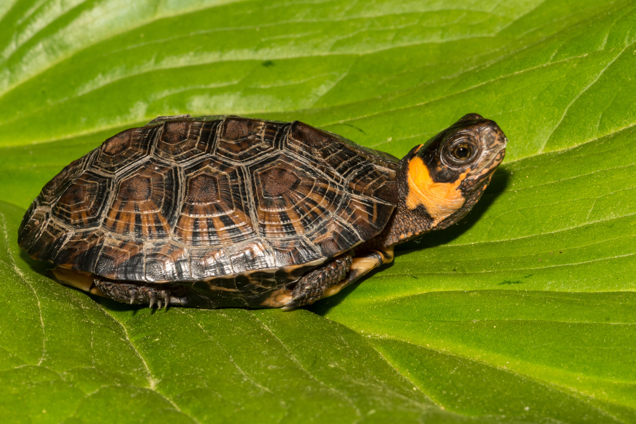 a bog turtle rests on a leaf
