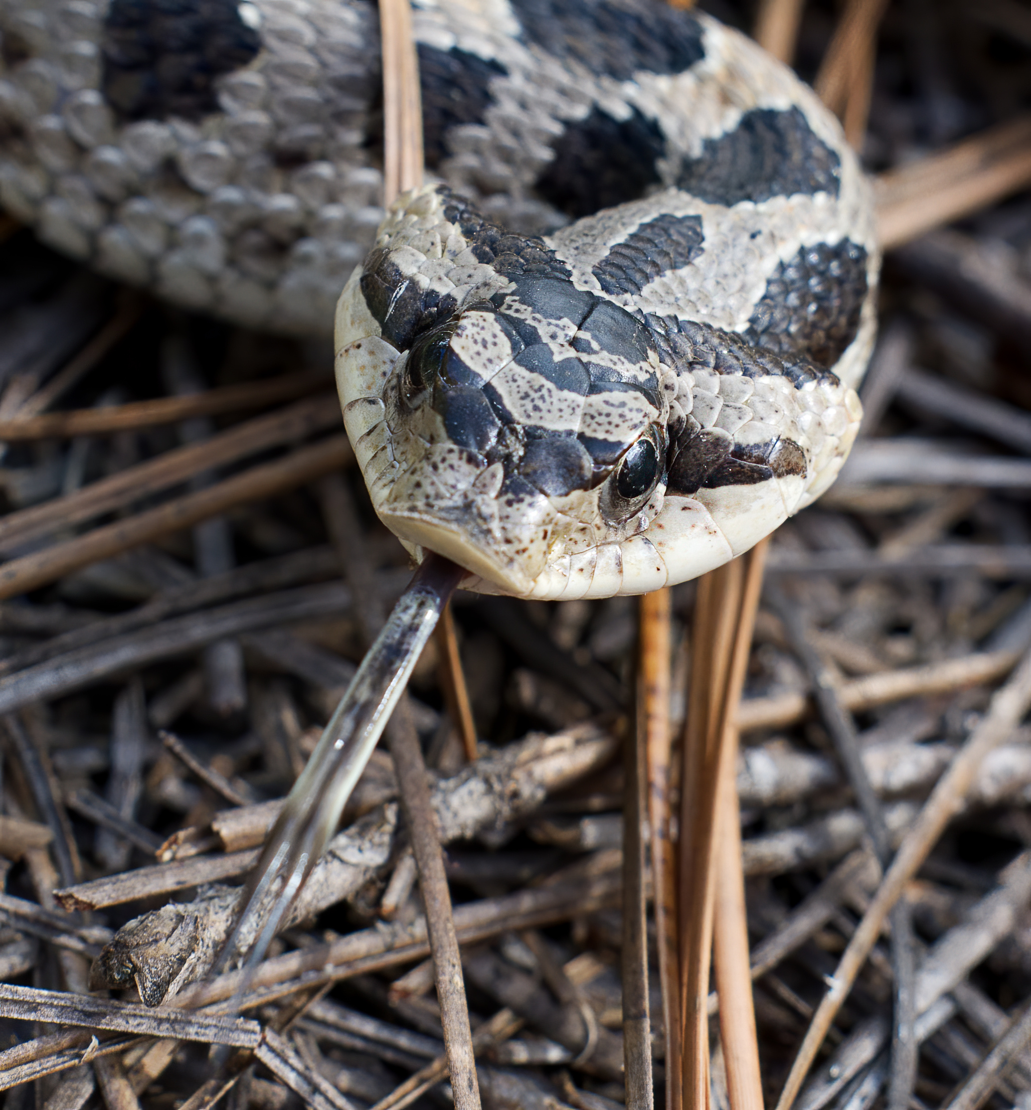 a hognose snake rests in pine needles