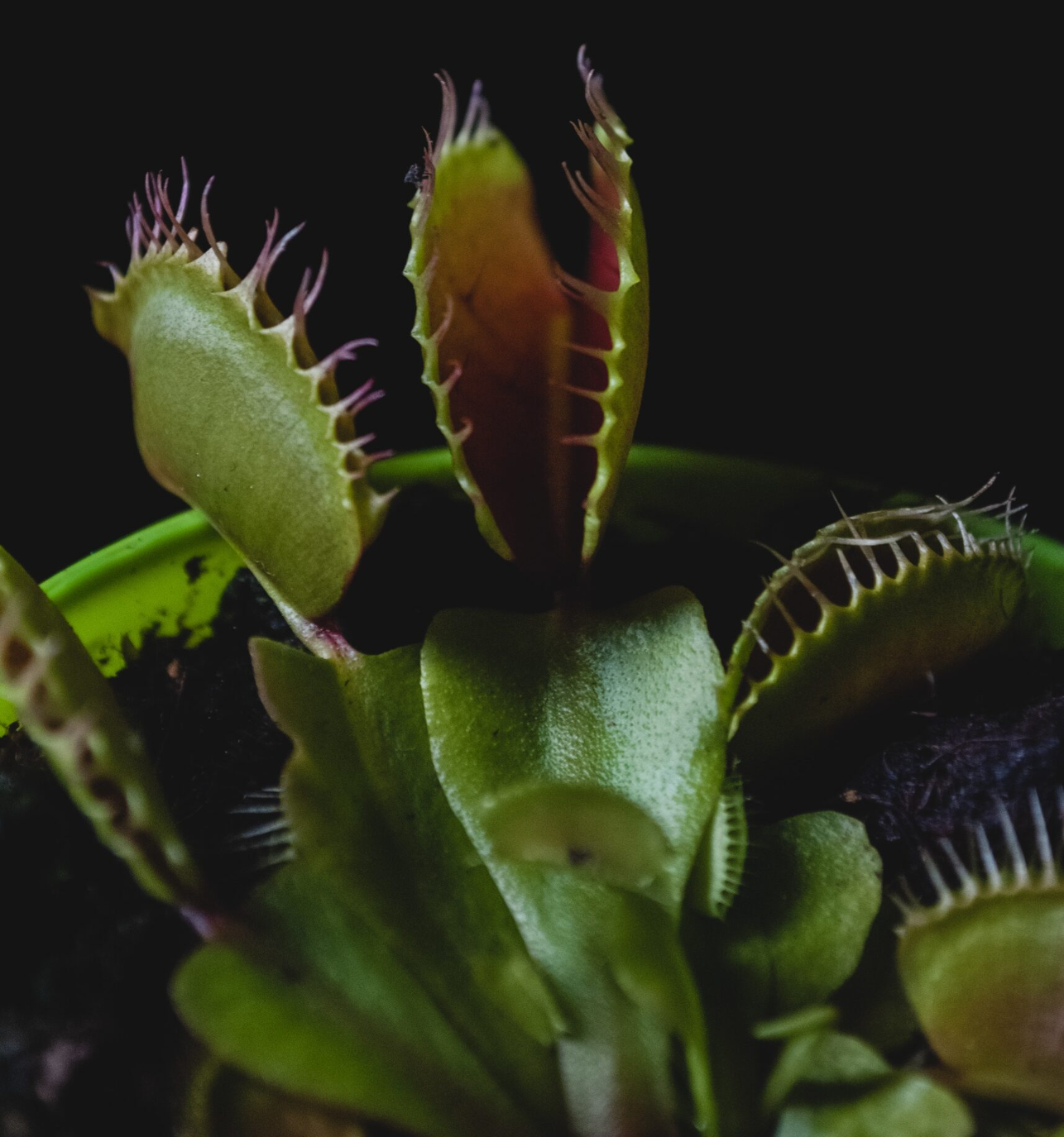 carnivorous-plant-venus-flytrap