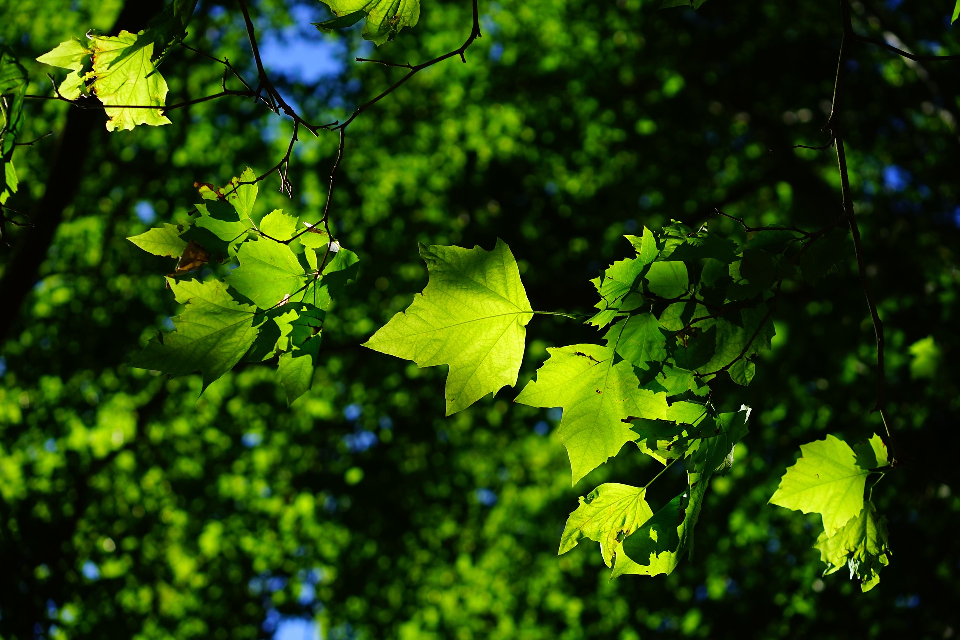 a sycamore tree with its unique leaves