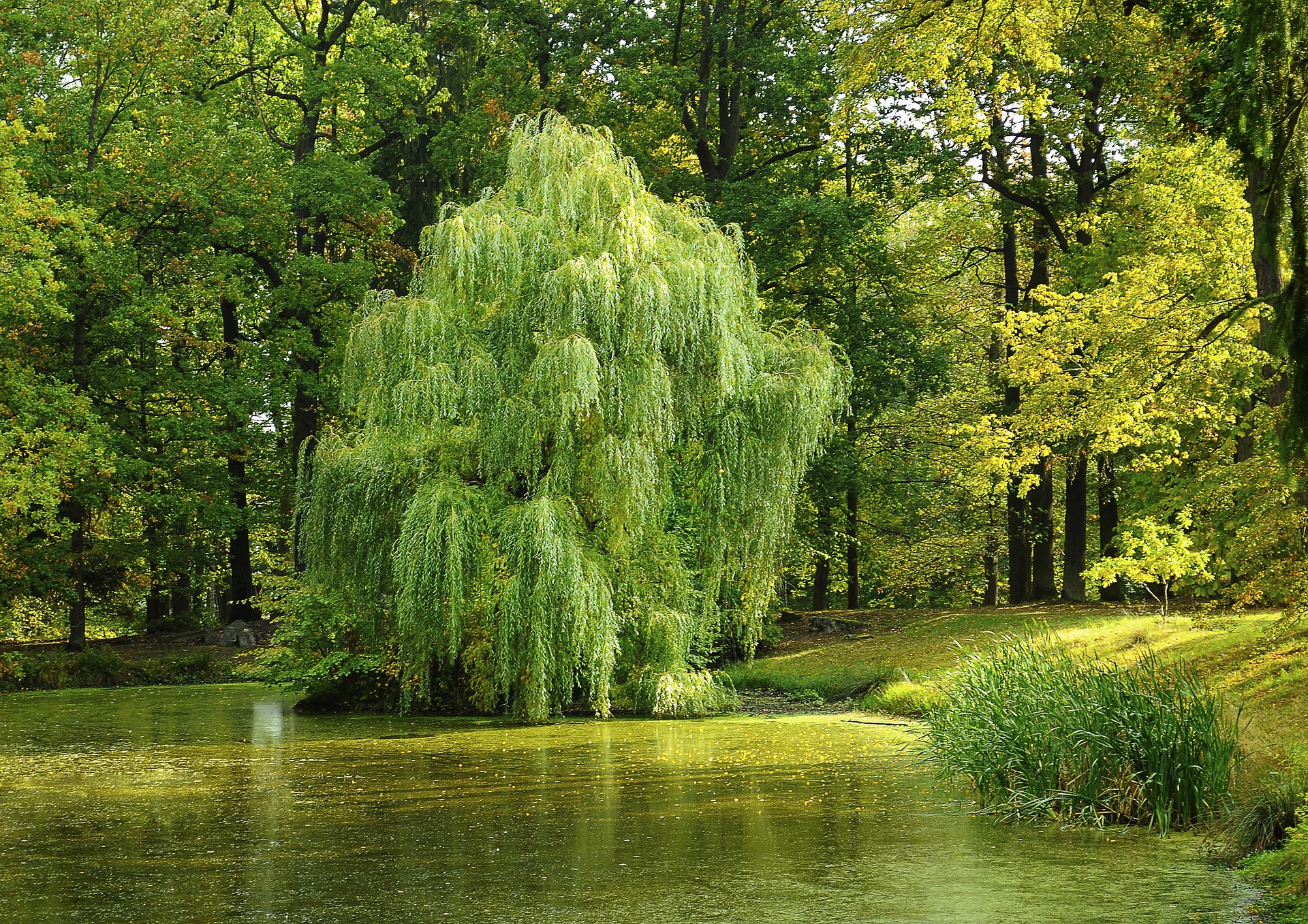 a willow tree near water