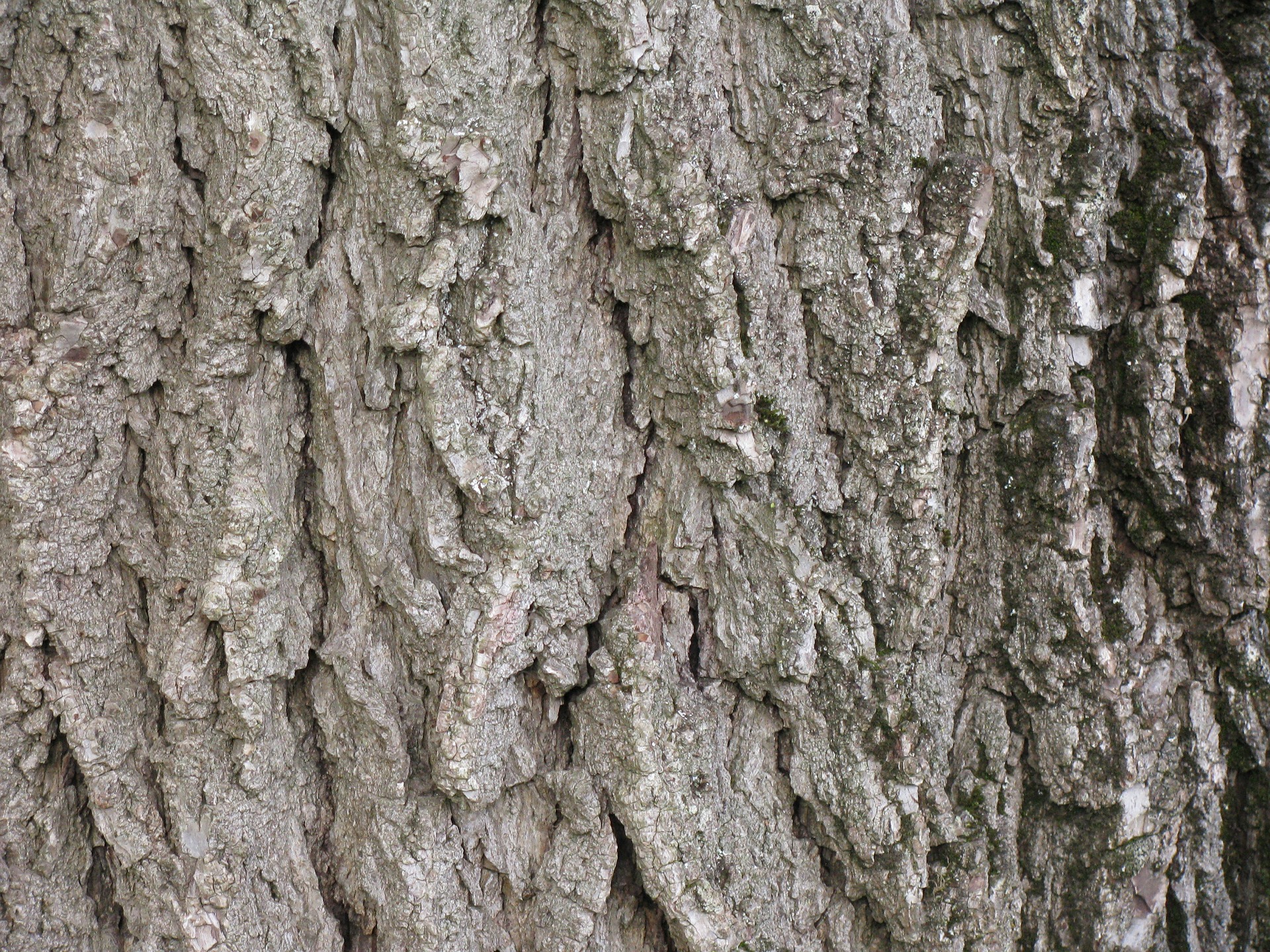 black walnut bark is distinctive