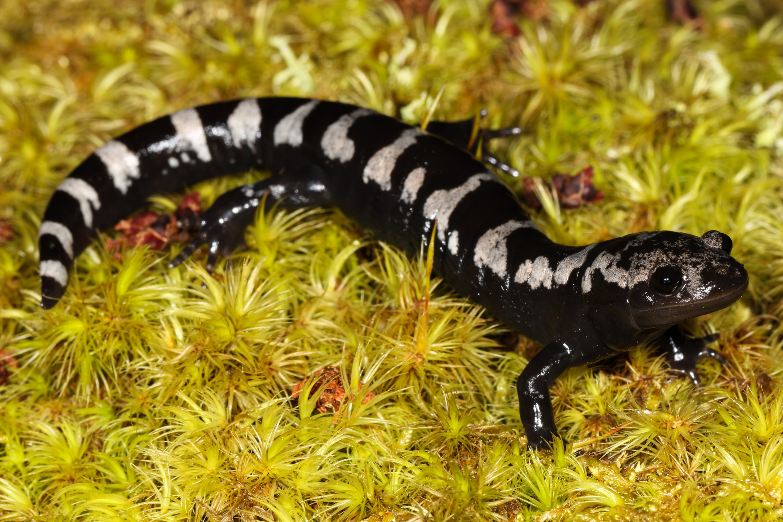 The marbled salamander is a species of mole salamander found in the eastern United States.
