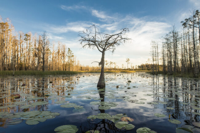 A lone cypress tree stands in a pond of lilypads in the Okefenok