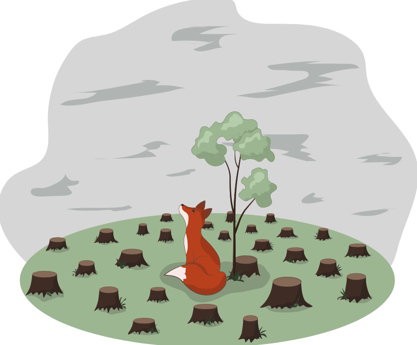 fox-clearcut-georgia-forests