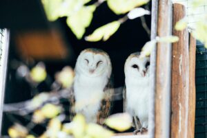 barn owls are cute and monogamous