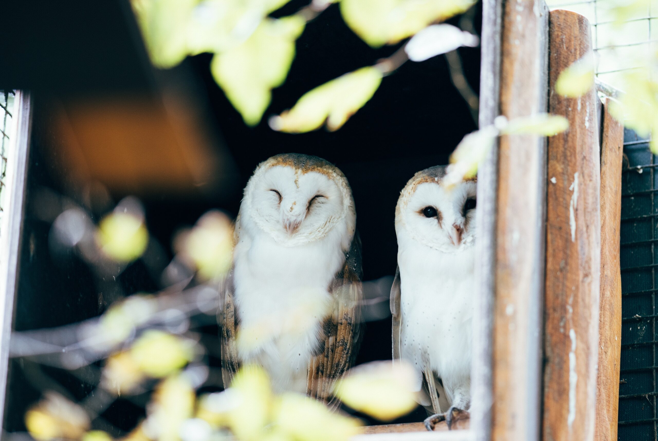 barn owls are cute and monogamous