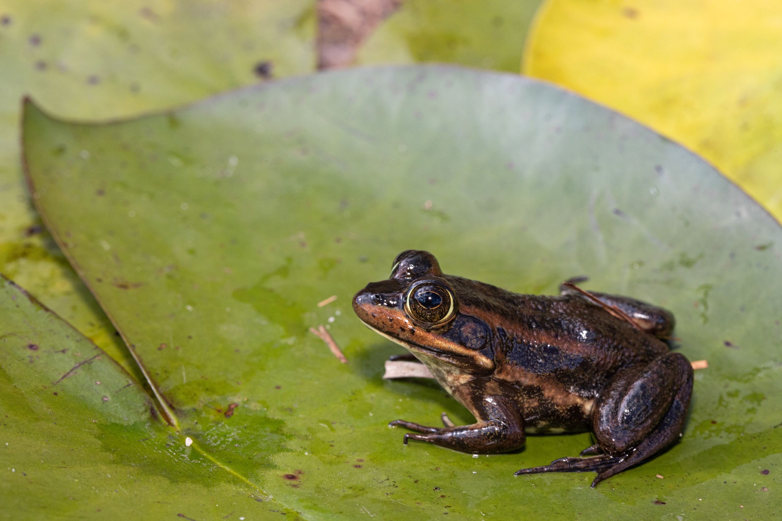Native Frogs You Can Find In Your Backyard