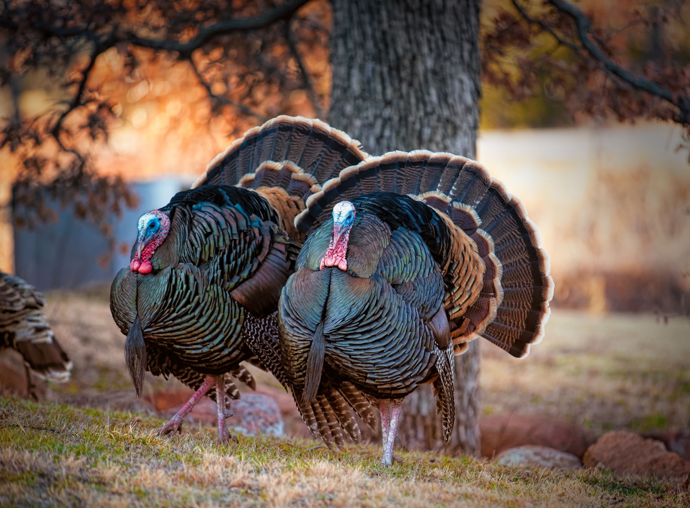 two male turkeys
