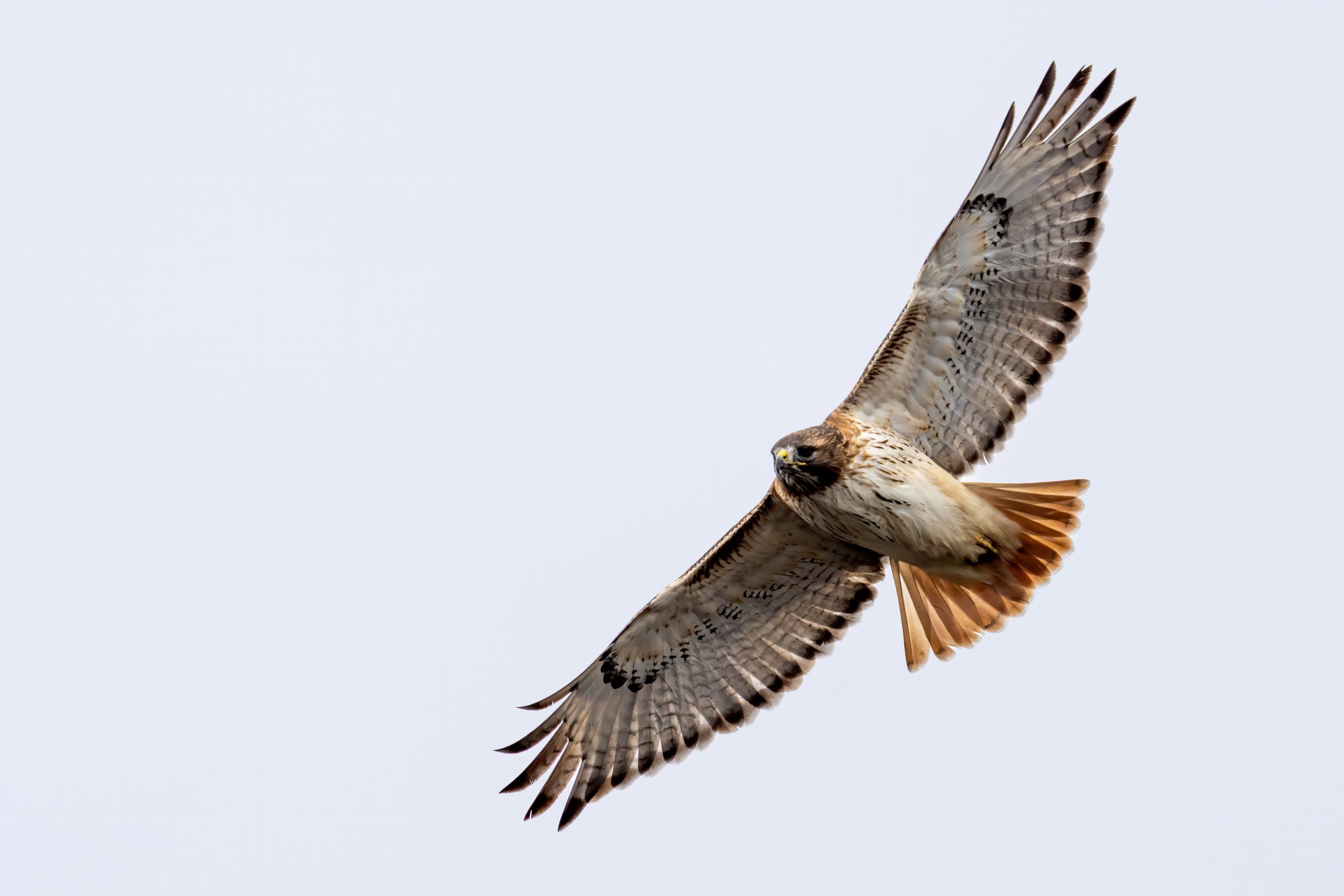 red tail hawk in flight
