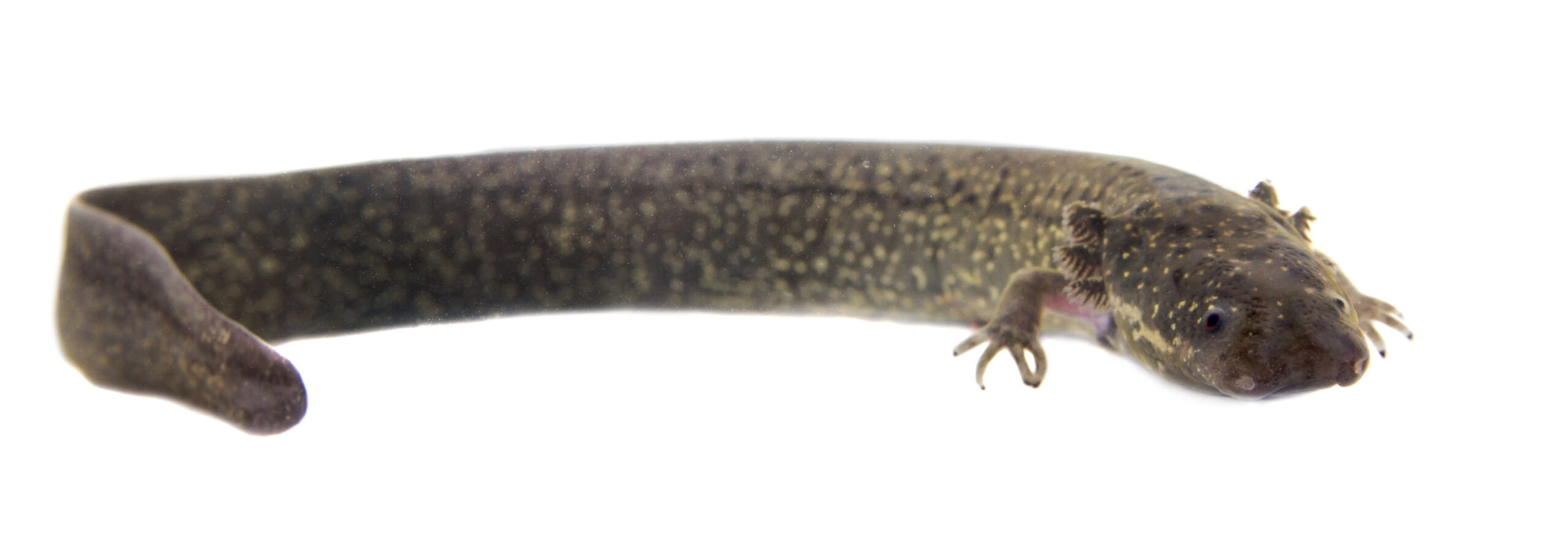 siren-salamander