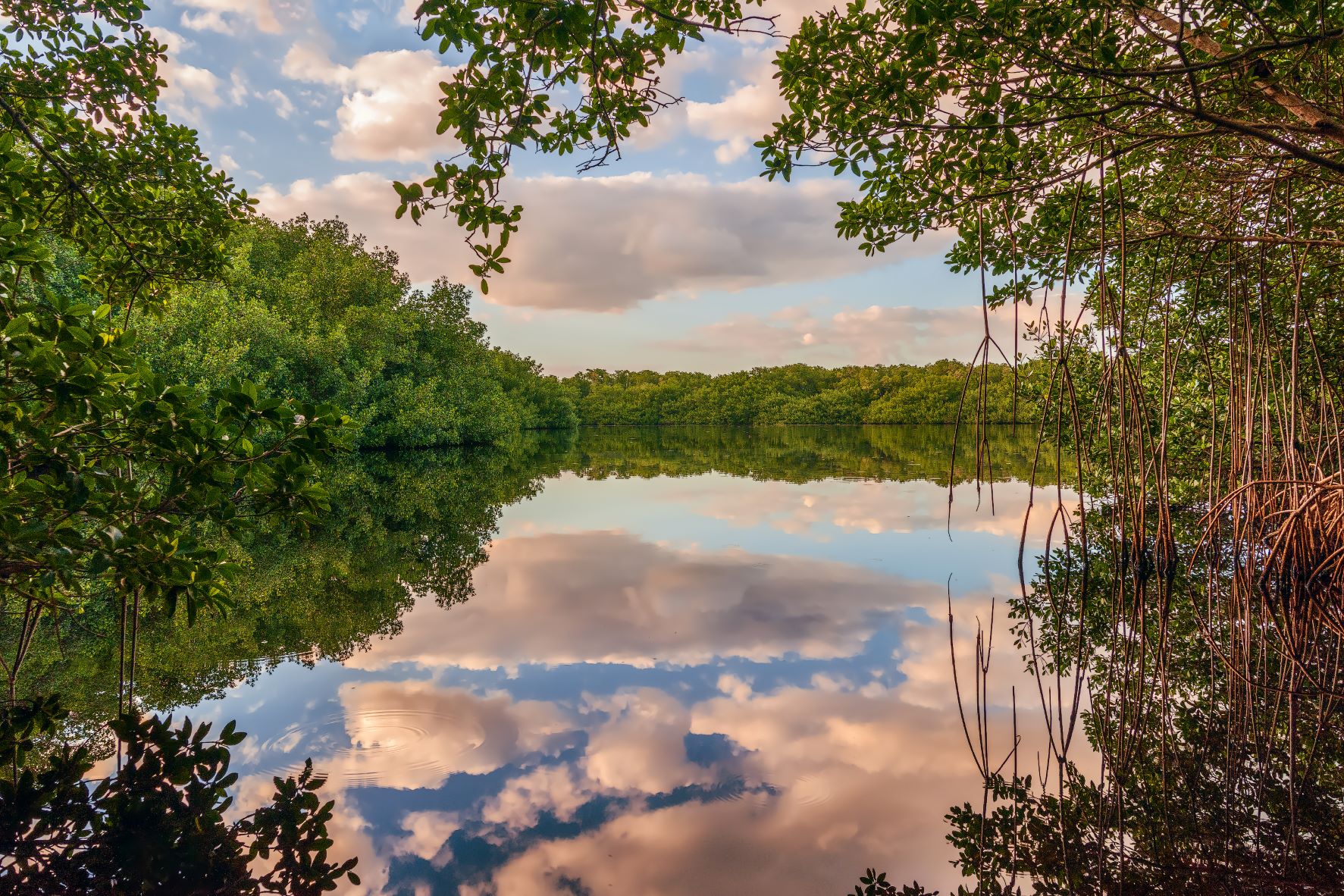 Coot Bay Pond in Everglades National Park. Beautiful coastal mangrove forests are vital to protecting land and communities from storm surge and flooding.