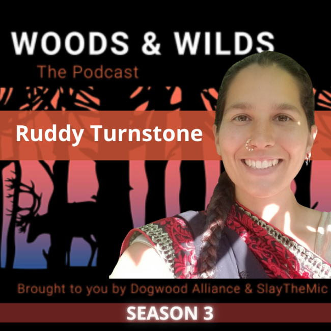 woods-and-wilds-the-podcast-ruddy-turnstone