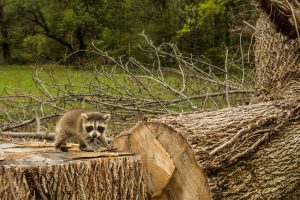 a baby raccoon in a clearcut
