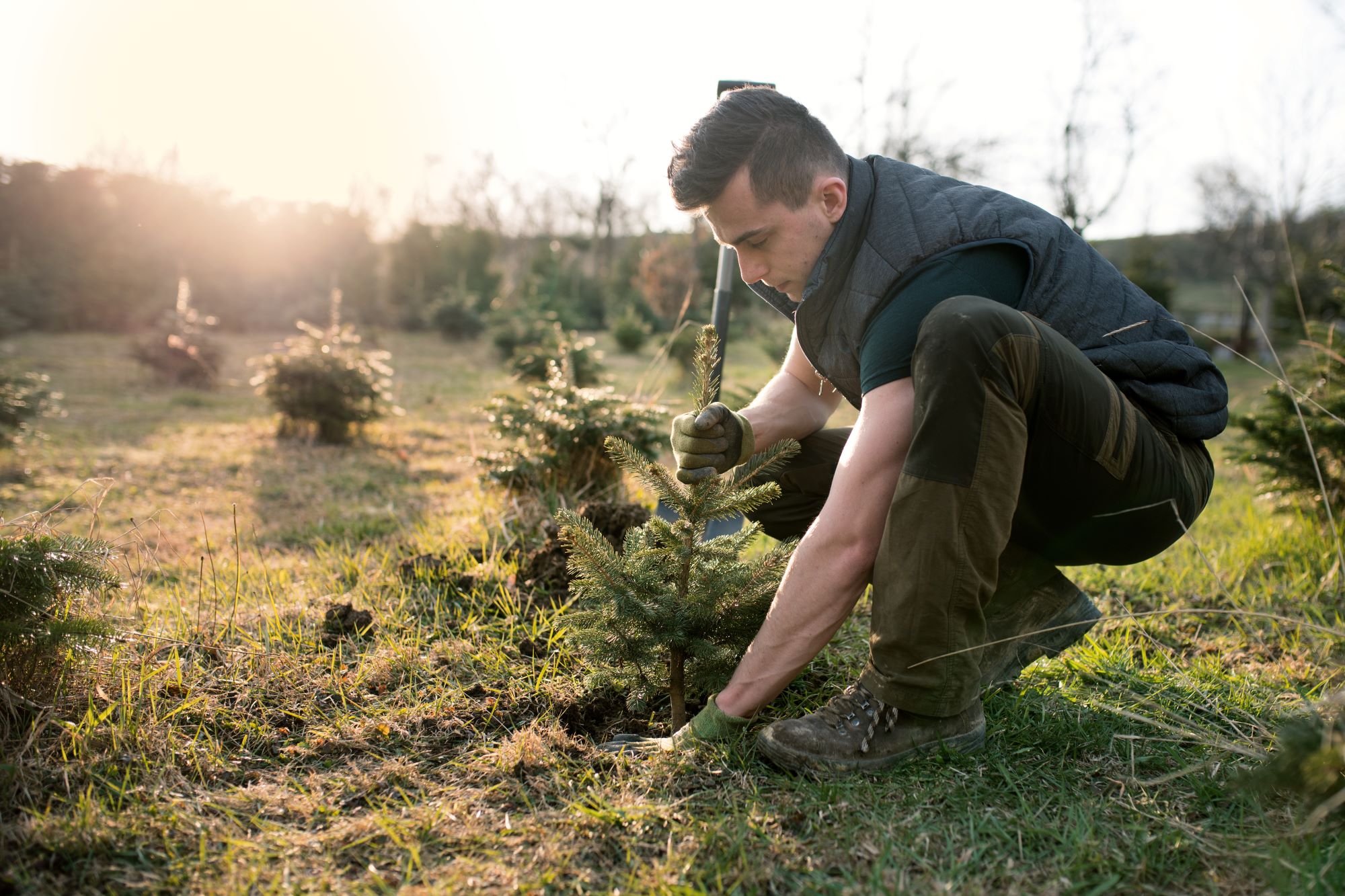 a man plants a pine seedling