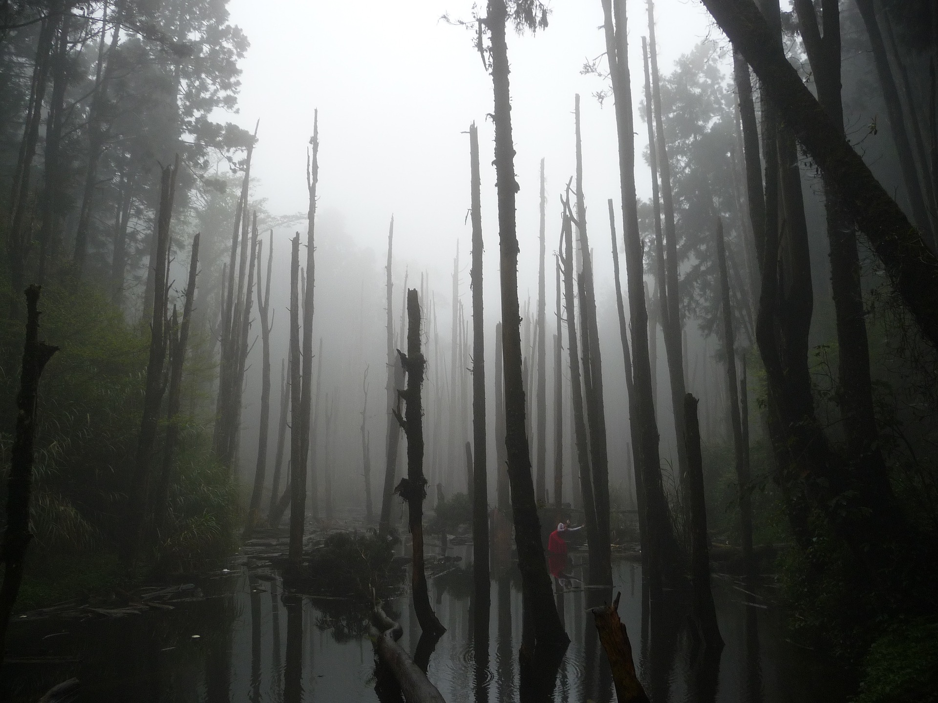 a foggy swamp