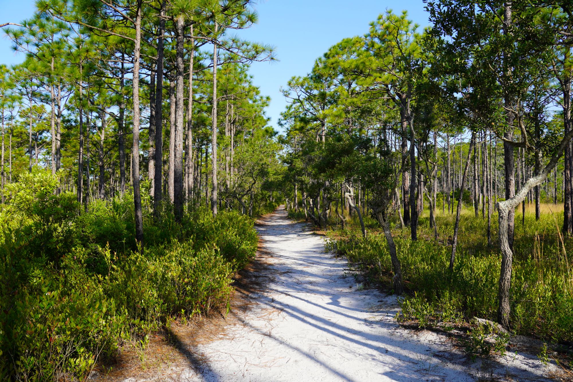 longleaf pine forests are common in the south