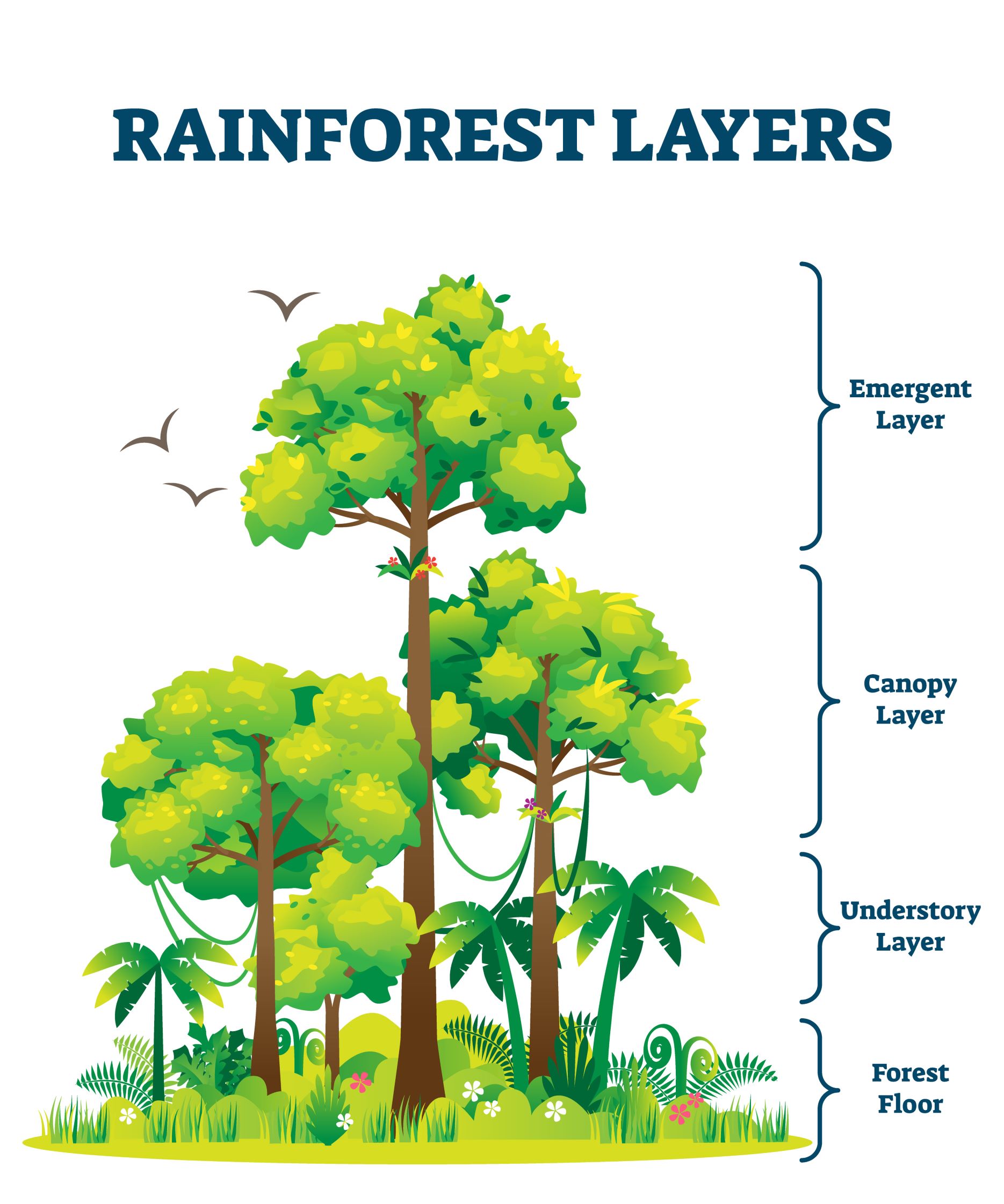 forests like rainforests have different layers