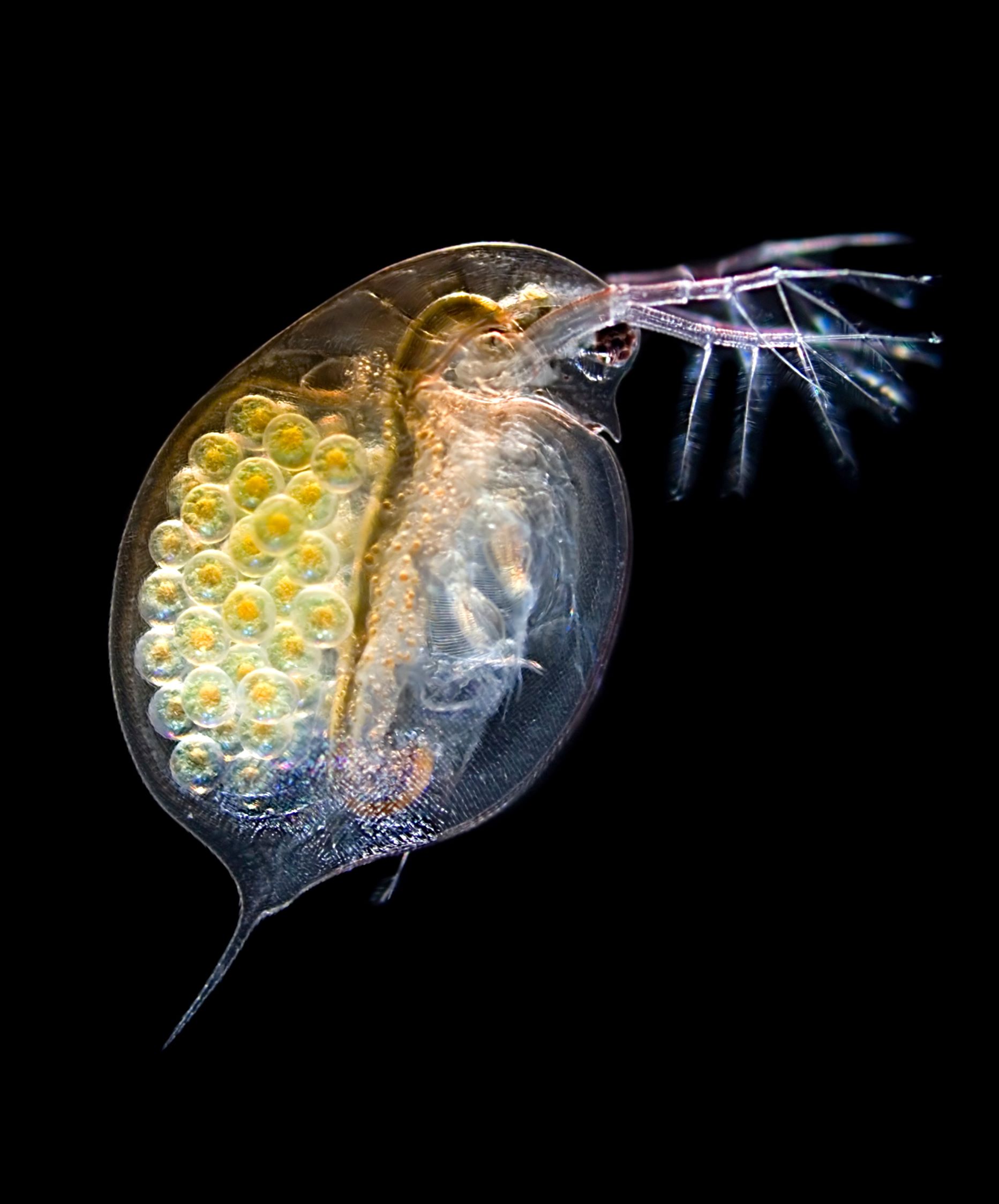 Тропический гаммарус. Рачок фронима. Креветки ракообразные шримп. Прозрачный рачок. Рачок бокоплав.